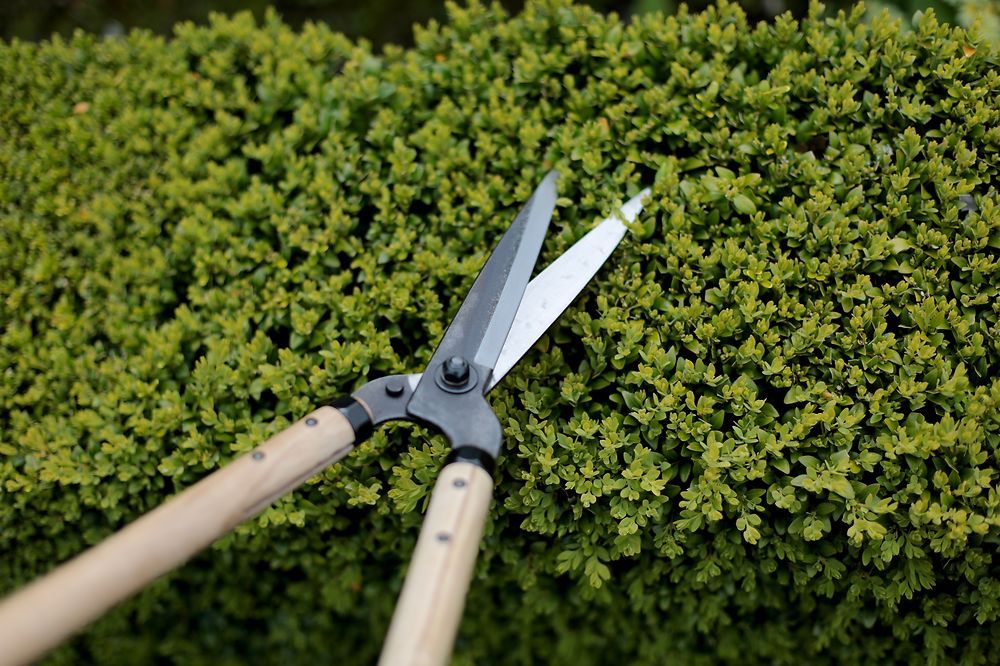 Садовые ножницы для стрижки Niwaki (длинные ручки) - gartenburo